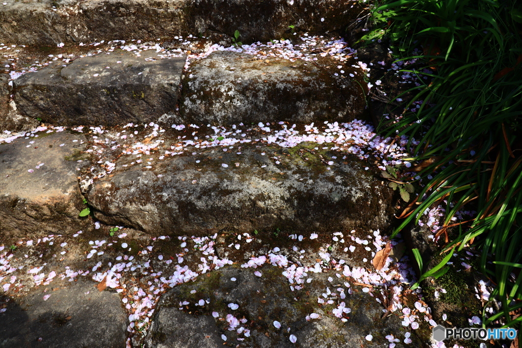 石段の落花