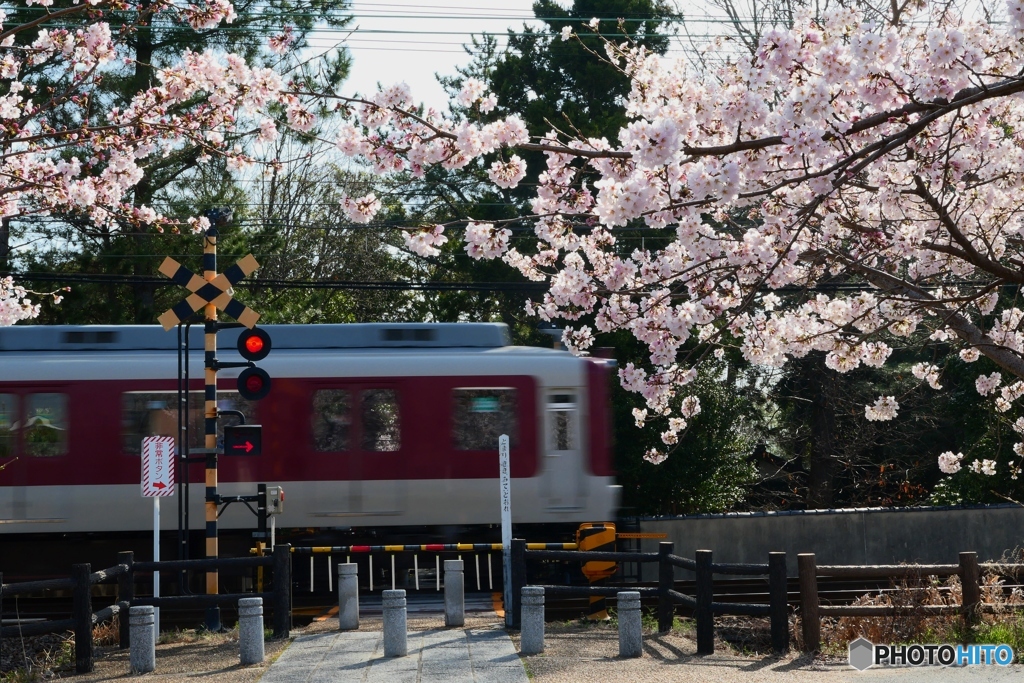 藥師寺八幡宮の桜ー２