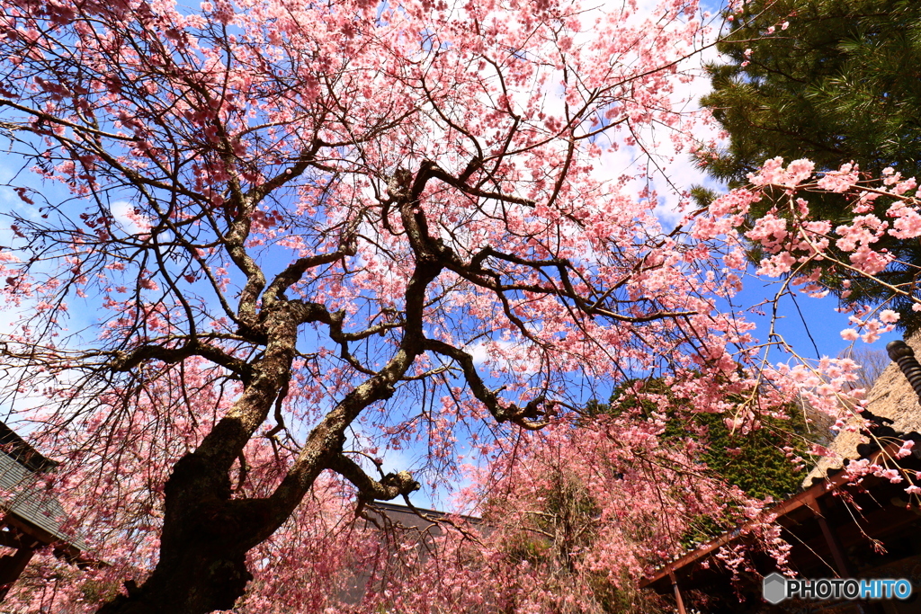 西念寺の枝垂れ桜  3