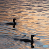 水鳥と波紋ー２