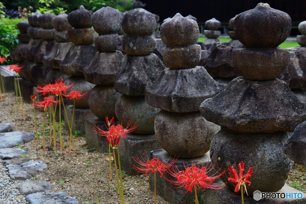 石塔と彼岸花