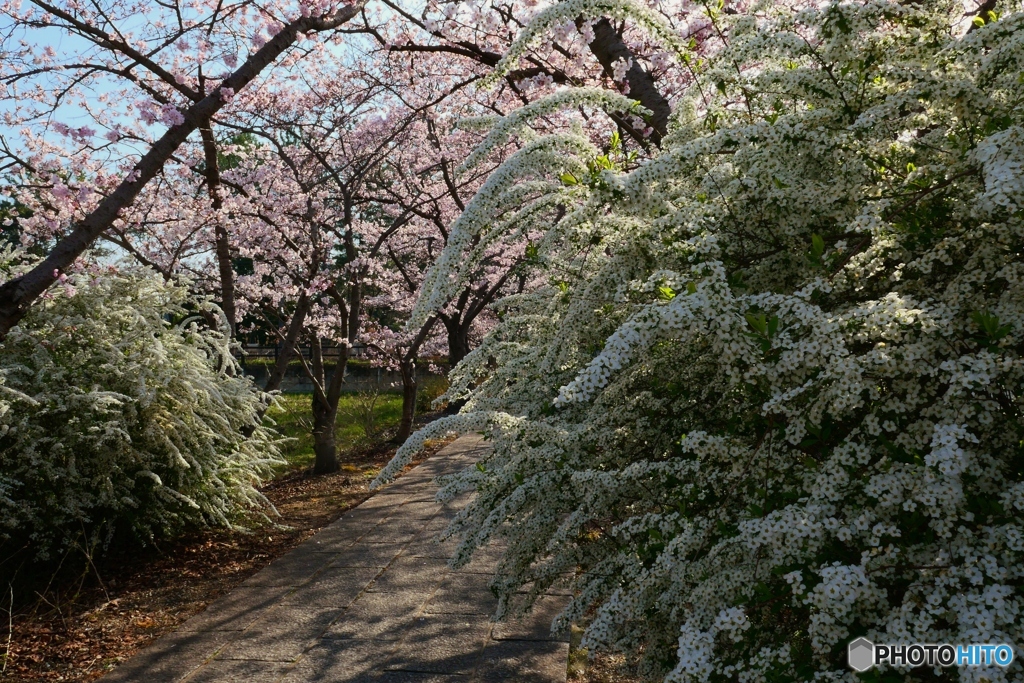 藥師寺八幡宮の桜ー４
