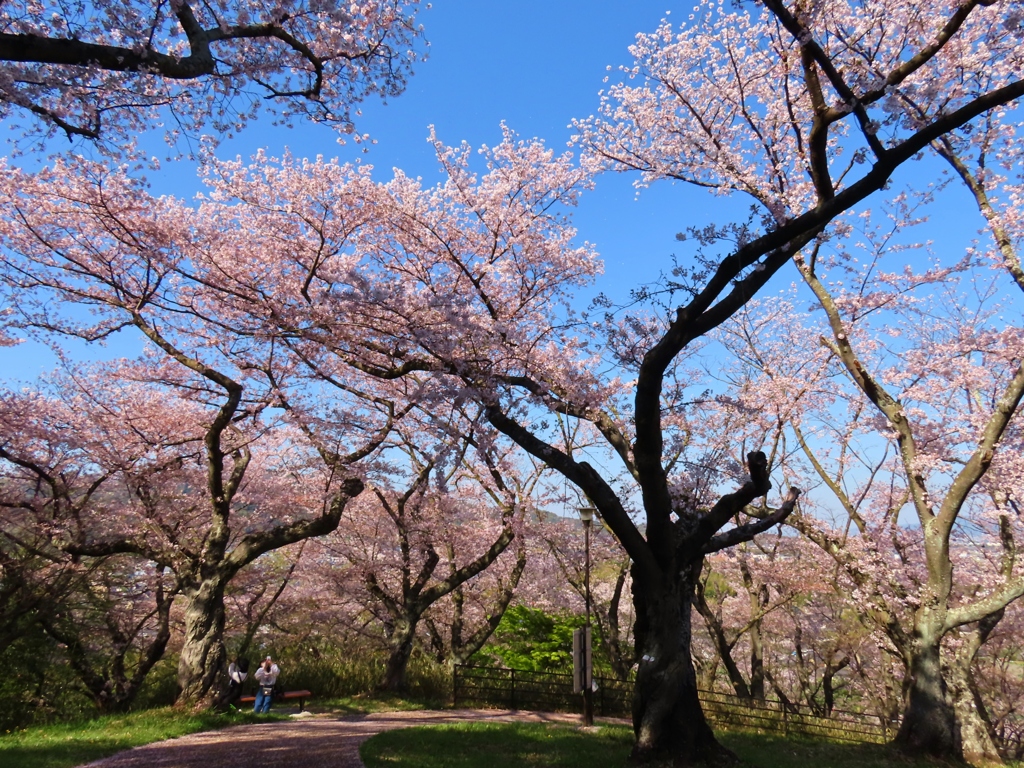 公園の桜