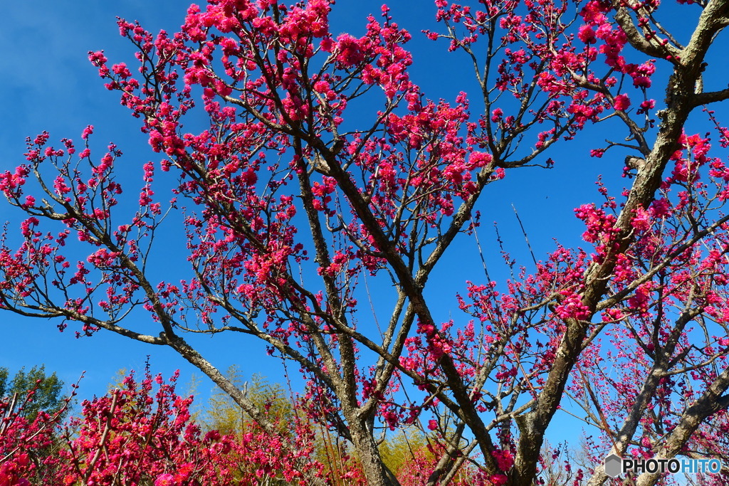 青空に紅梅