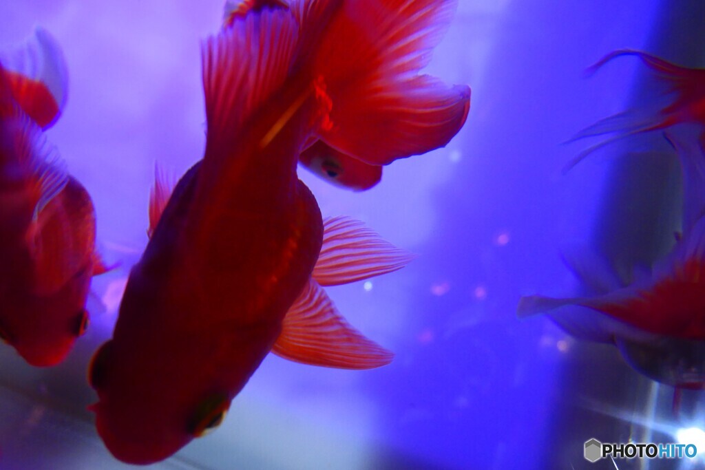 金魚ミュージアム2022ー４