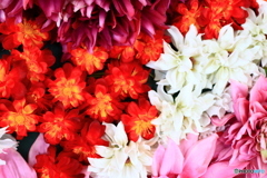 flower　２