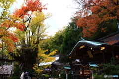 樹齢１２００年の老銀杏　１