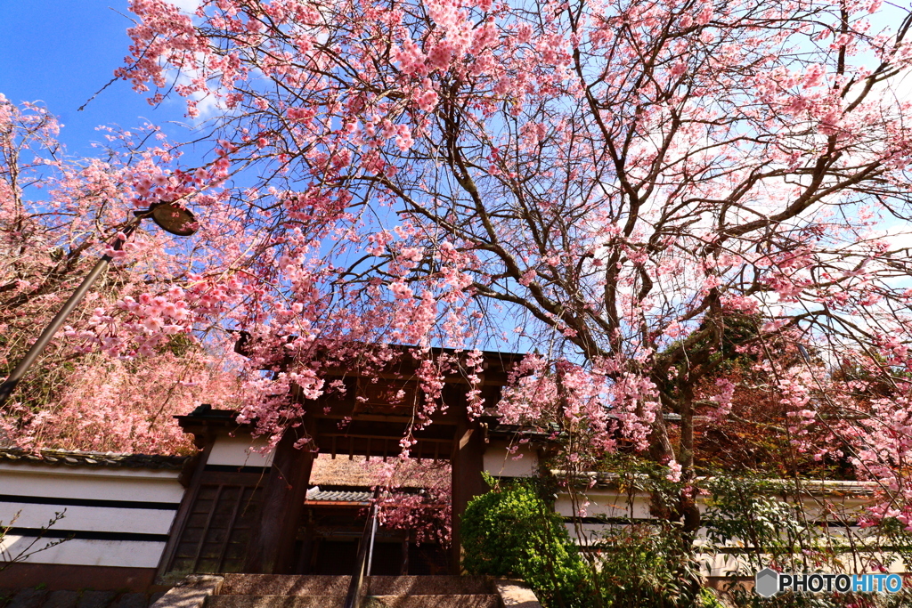 西念寺の枝垂れ桜  2