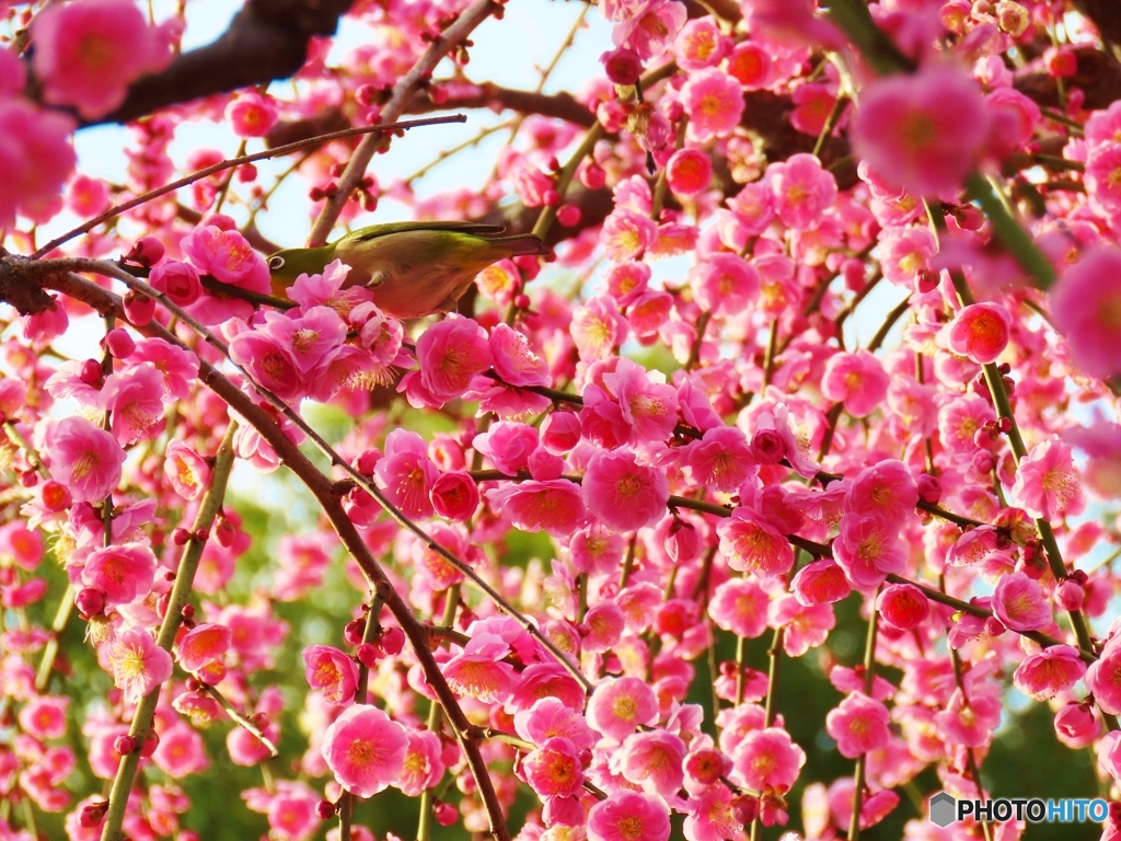 満開の梅の香りに包まれて