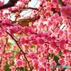 満開の梅の香りに包まれて