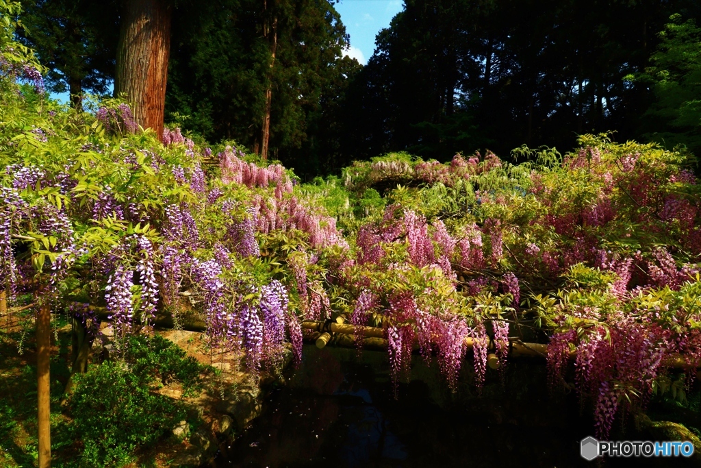萬葉植物園の藤ー３