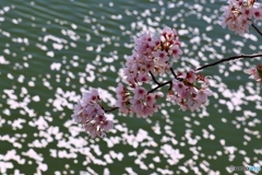 唐子（からこ）鍵遺跡の桜
