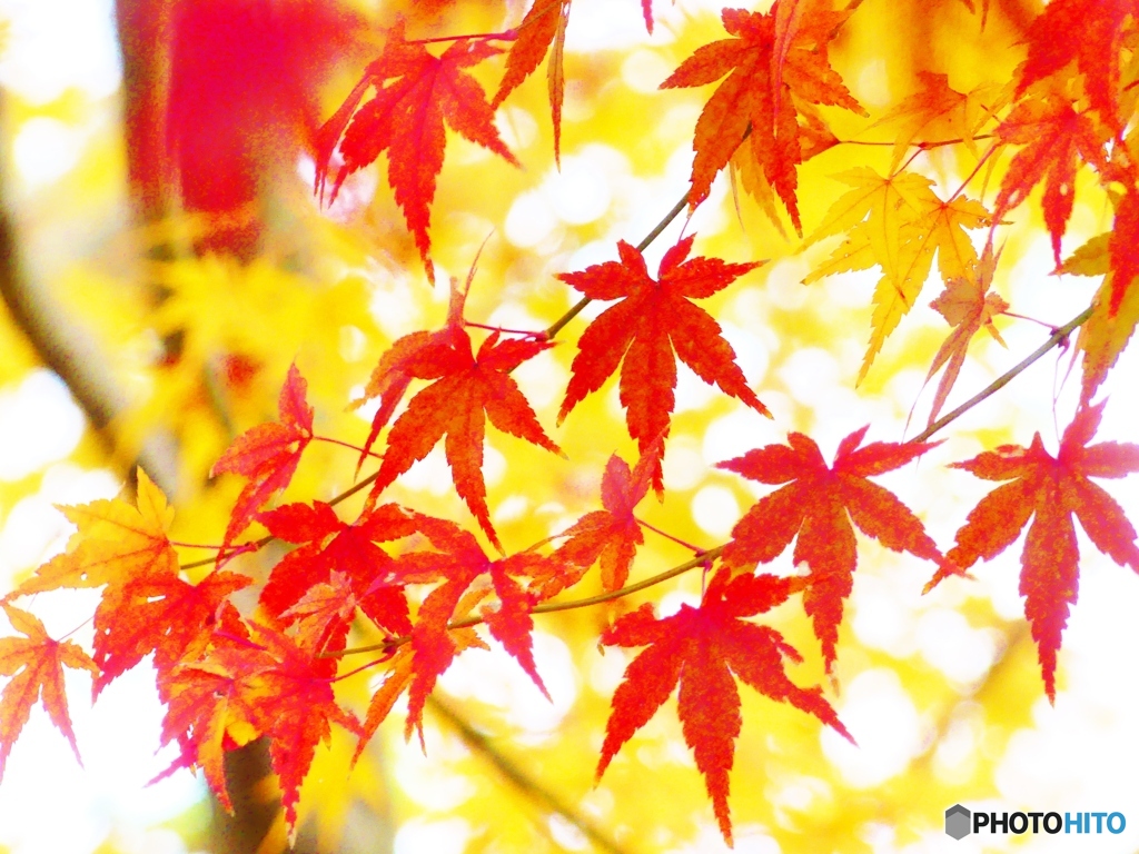 紅葉の彩り－１