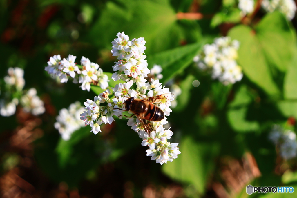 蕎麦の花ー２