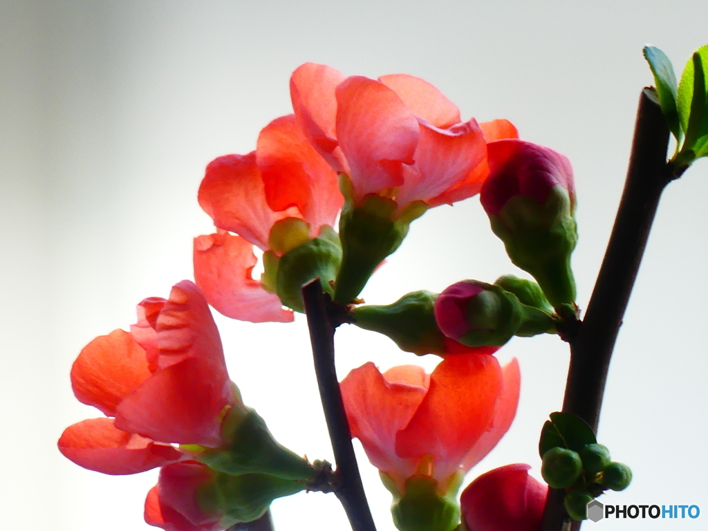 ボケの花ー２