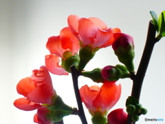 ボケの花ー２