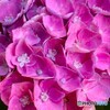 紫陽花の花　４