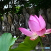 地蔵様と蓮
