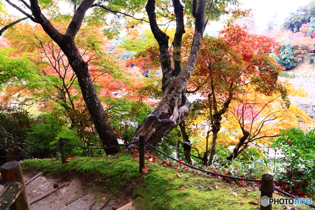 岡寺の紅葉ー９