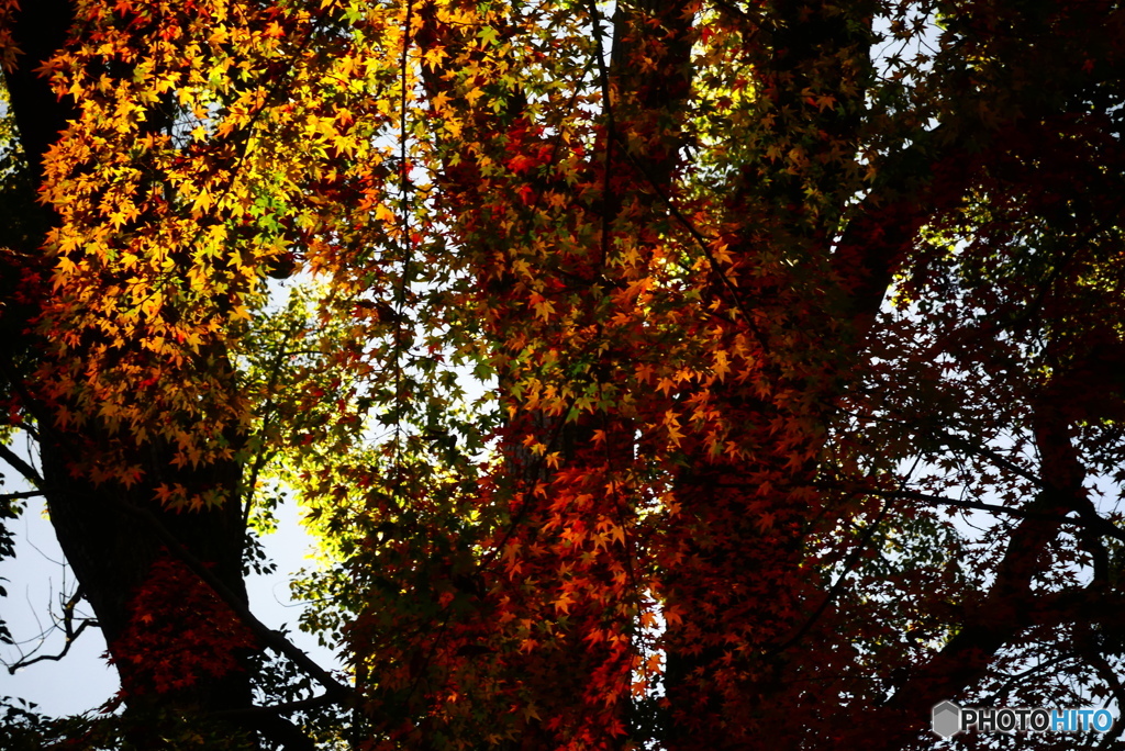 糺（ただす）の森の紅葉