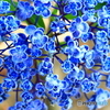 おたふく紫陽花　１