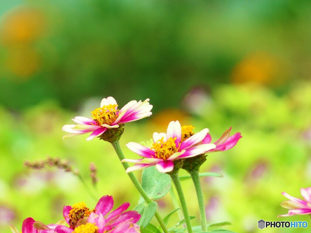 百日草（ジニア）