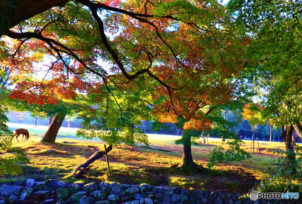 奈良公園の朝　３