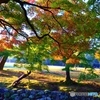 奈良公園の朝　３