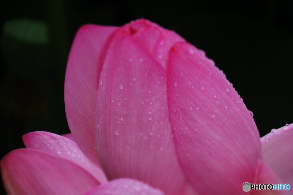 雨の日の蓮