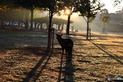 奈良公園の朝　２