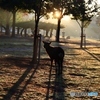 奈良公園の朝　２