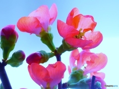 ボケの花
