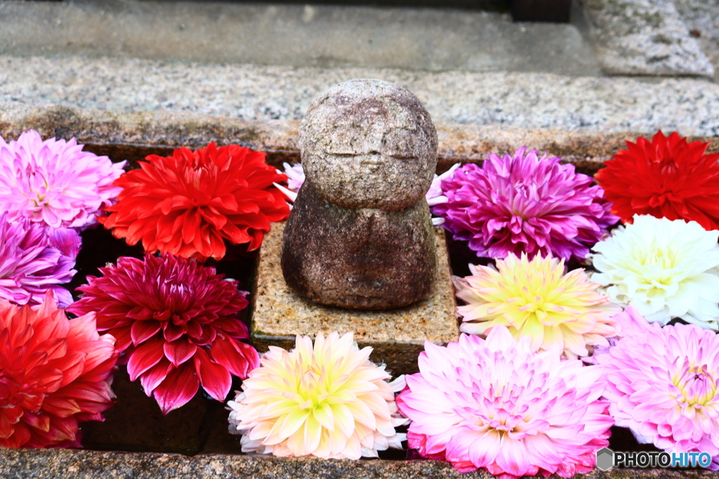 華の寺　１３　地蔵とダリア