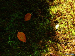 苔に落ち葉　吉城園にて