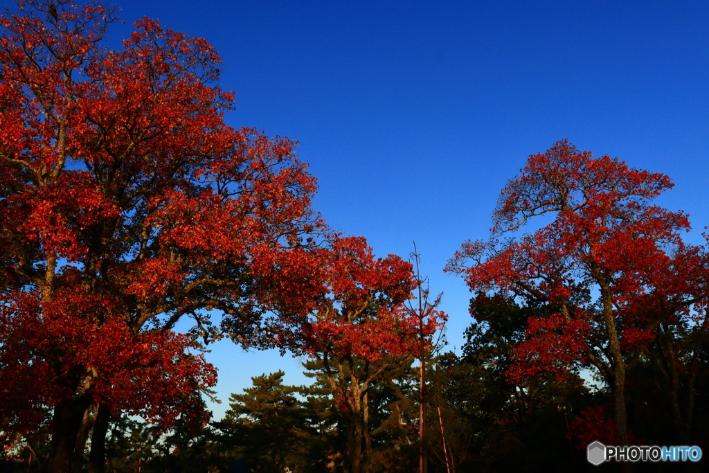 ナンキンハゼの紅葉