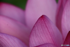 Lotus Flower 1