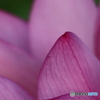 Lotus Flower 1