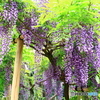 萬葉植物園の藤  5