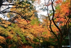 水谷茶屋の紅葉　９