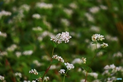 蕎麦の花ー１