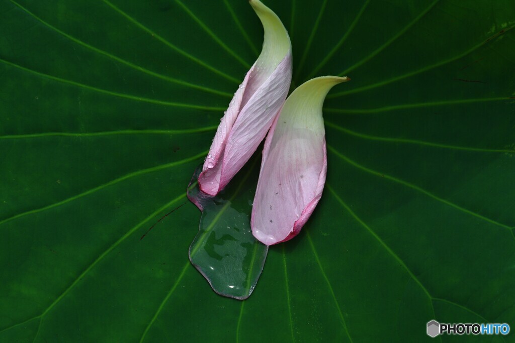 撥水効果