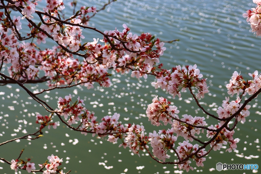 唐子池にかかる桜