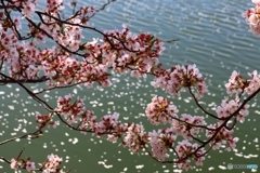 唐子池にかかる桜