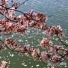 唐子池にかかる桜