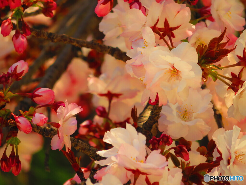 3/27の桜