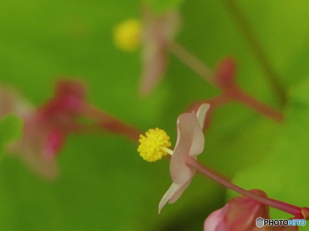 可憐な花