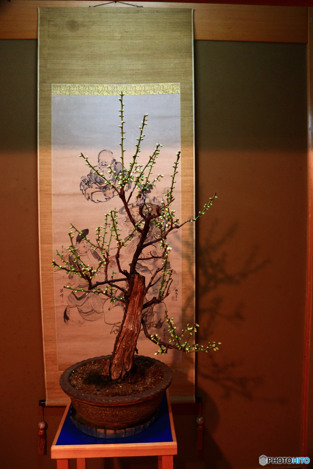 大和郡山盆梅展ー１