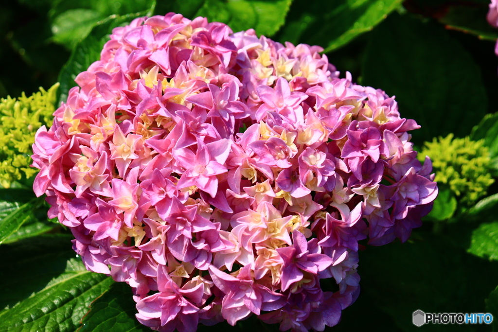般若寺の紫陽花　５
