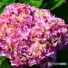 般若寺の紫陽花　５