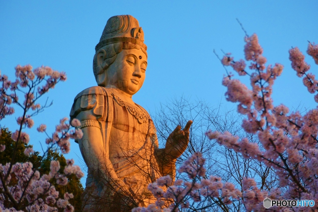 壷阪寺の桜ー２